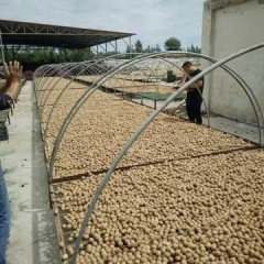 中国核桃之乡库木巴什，产地直发