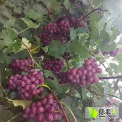 沂源悦庄孙静9月巨峰葡萄