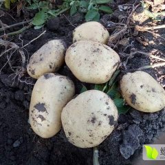 黑龙江省宁安市兰岗是尤金885主产区