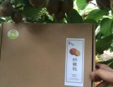 陕西眉县海沃德猕猴桃