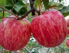 山西省万荣县拥有各种水果种植80万余亩