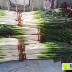 汶上大葱价格适宜,南站王迎春诚信合作