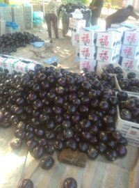 南乐县福堪镇无公害瓜果蔬菜种植基地大量供应