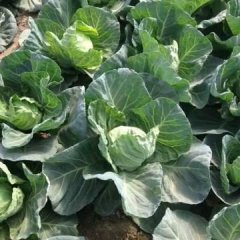 清苑清凉李国强9月春夏秋，希望甘蓝