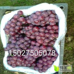 河北乐亭巨峰葡萄大量上市