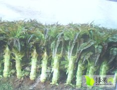 郯城莴苣 本地区秋季莴苣，现在已经大量上市