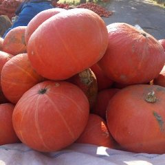 神池长畛梁宏9月锦红一号南瓜