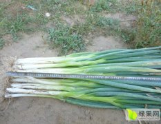 翁牛特旗自家种植，葱白长度40-50