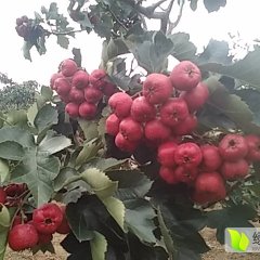 2016费县山楂再不来就没机会了！