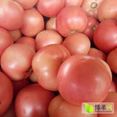 山东东昌府张鹏9月宝石捷西红柿