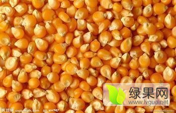 湖南贾经理大量求购玉米小麦麸皮油糠等