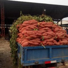 2016饶阳红薯走过路过不要错过