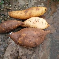 雁江红薯品质优良保和李元诚信合作