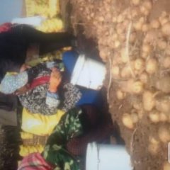 扶余延薯4号土豆正式开