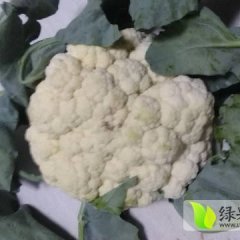 河南睢阳雪宝菜花逐渐升温