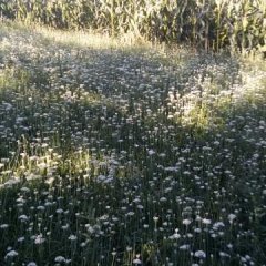 莘县万亩韭菜基地，现在正值韭花上市时期