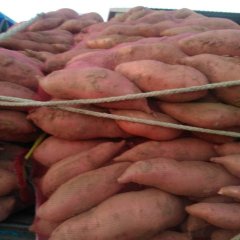 河北饶阳鲁薯系列红薯口感爽口