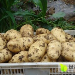 陕西靖边荷兰十五土豆价格适宜