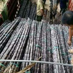 广西崇左市黑皮甘蔗代办服务站