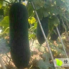 郸城钱店胡明华8月子弹头黑皮冬瓜