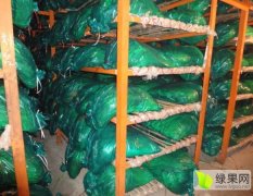 供应：金乡冷库蒜薹-大量出售中
