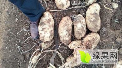 围场冀优质张薯十二土豆 共同发财