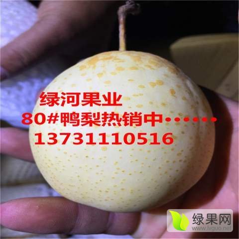 2014年河北赵县鸭梨价格
