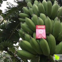 桂平白沙陈礼榜9月粉蕉香蕉