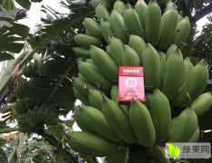 桂平白沙陈礼榜9月粉蕉香蕉