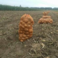 公主岭怀德镇延薯四号大量上市