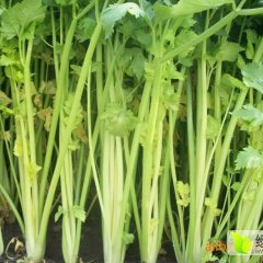 安徽砀山美国西芹芹菜随行就市