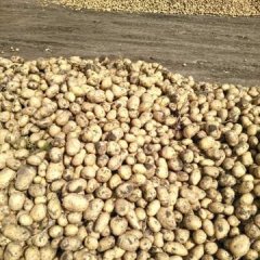 依安上游吴景军9月富金053土豆