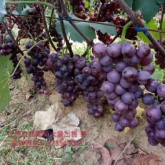 郭家店镇优质巨峰葡萄 套袋巨峰已大量上市