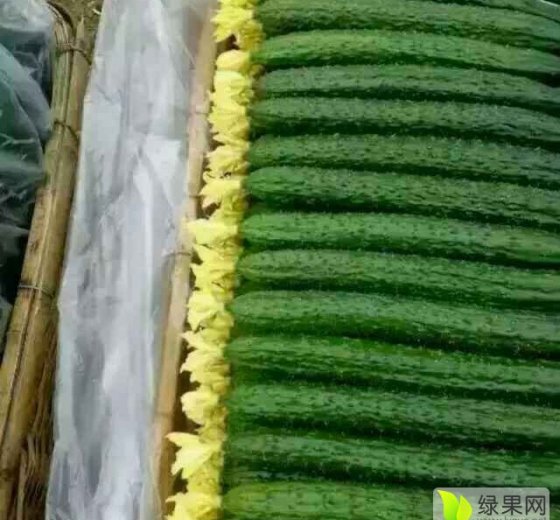 2016年山东莘县优质黄瓜价格