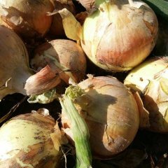 民勤大量的红葱、黄葱，可以在当地代收