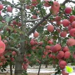 宁县苹果名优产品,新宁梁荣诚信合作