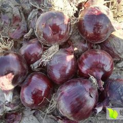 甘肃洋葱现在大量供应