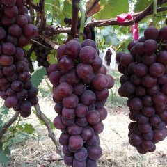 供应优质红提葡萄9月到11月