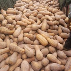 公安南瓜营养丰富,南平周梅诚信合作