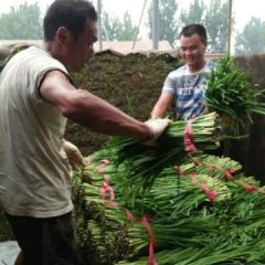香河我们这里是韭菜种植基地