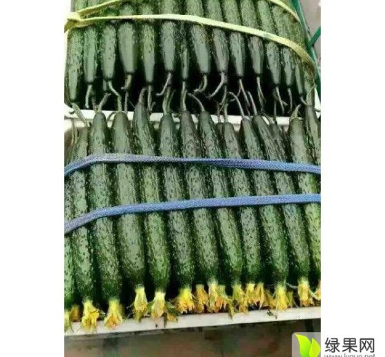 2016年山东莘县油量黄瓜价格