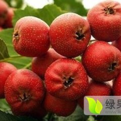 费县大棉球山楂欢迎选购