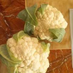 山东昌乐雪玉菜花绿色无公害