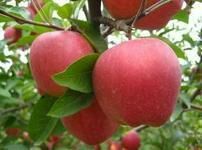 山东冠县红星苹果长势旺盛