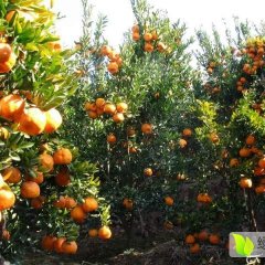 湖南澧县柑橘，南方桔，碰柑，大量上市