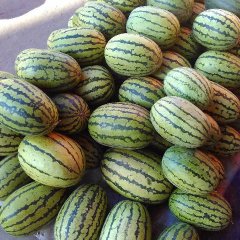 甘肃甘州红皮洋葱随行就市