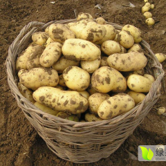 内蒙古牙克石黑土地马铃薯种子
