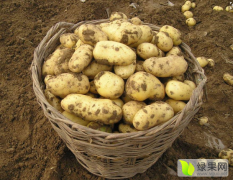 内蒙古牙克石黑土地马铃薯种子