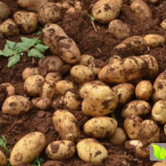 牙克石土豆上市，新老客户有需要请来电