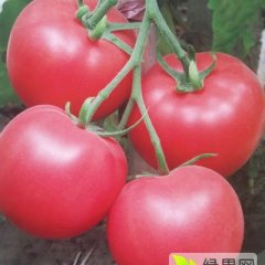 常年大量收购硬粉西红柿